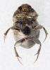 Onthophagus similis